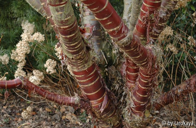 prunus serrula