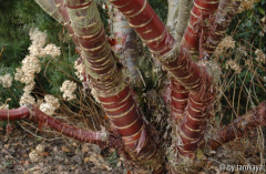 prunus serrula