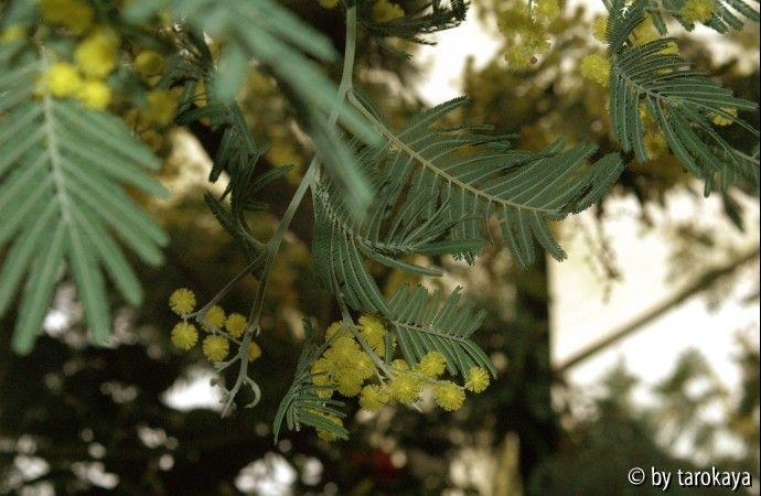 mimose