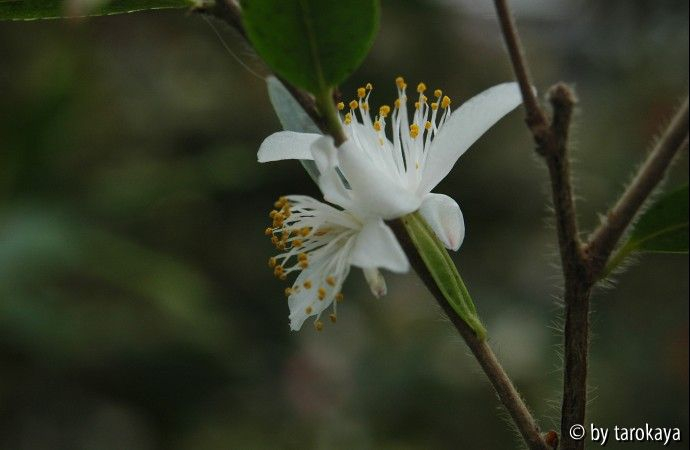 C.transarisanensis2