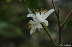 C.transarisanensis2