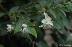 C.transarisanensis
