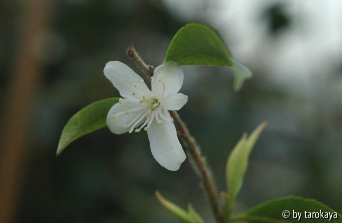 C.salicifolia