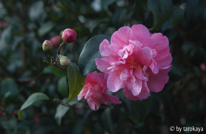 C.maliflora