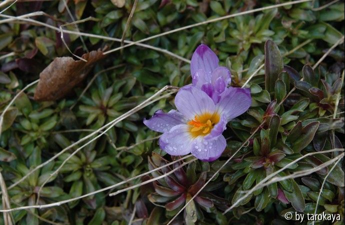 krokus