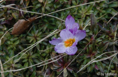 krokus