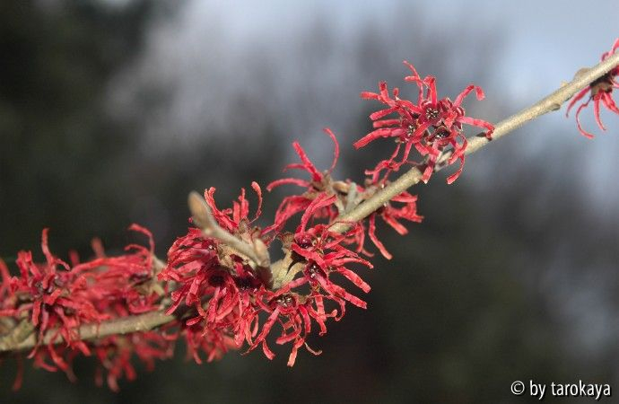 hamamelis rote bruns