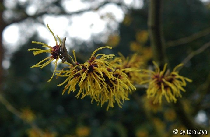 hamamelis gelb