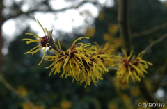 hamamelis gelb