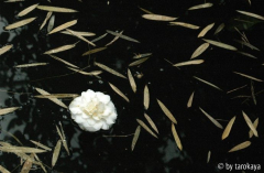 blüte auf wasser