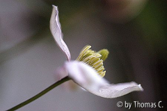 Clematis montana tetra rose seitlich