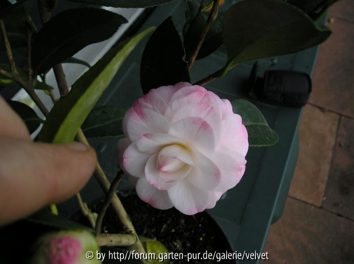 Kamelie weiß-rosa