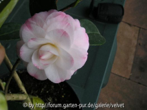 Kamelie weiß-rosa1