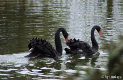 schwarzes schwanenpaar