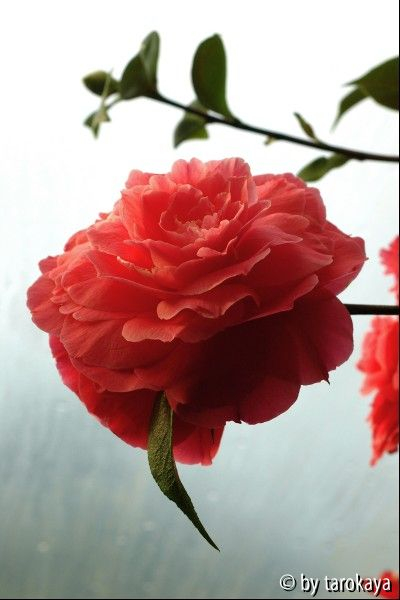 valentinsday