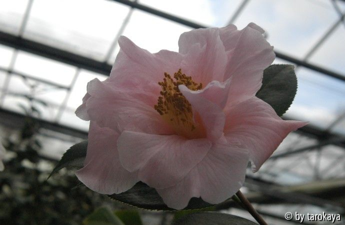 orchid princess