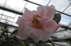 orchid princess