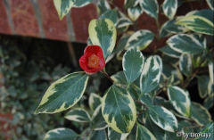 benten portuense2