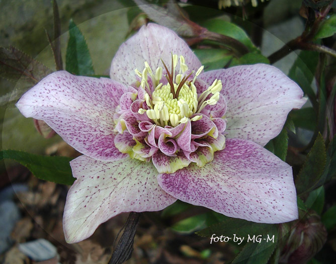 Helleborus rosa-Pünktchen-anemone 2009
