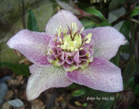 Helleborus rosa-Pünktchen-anemone 2009