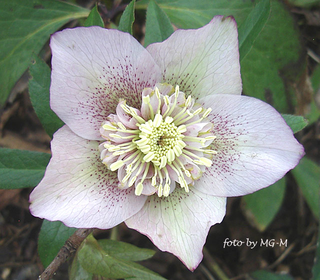 Helleborus Smlg rosa-Pünktchen-anemone 2009
