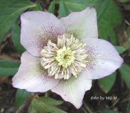 Helleborus Smlg rosa-Pünktchen-anemone 2009