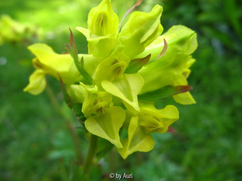 Corydalis spec.