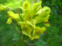 Corydalis spec.