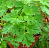 Laub Corydalis spec.