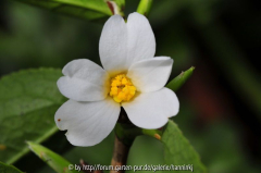 Camellia weiss
