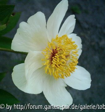 Paeonia Sunglint