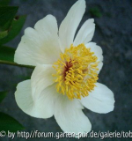 Paeonia Sunglint