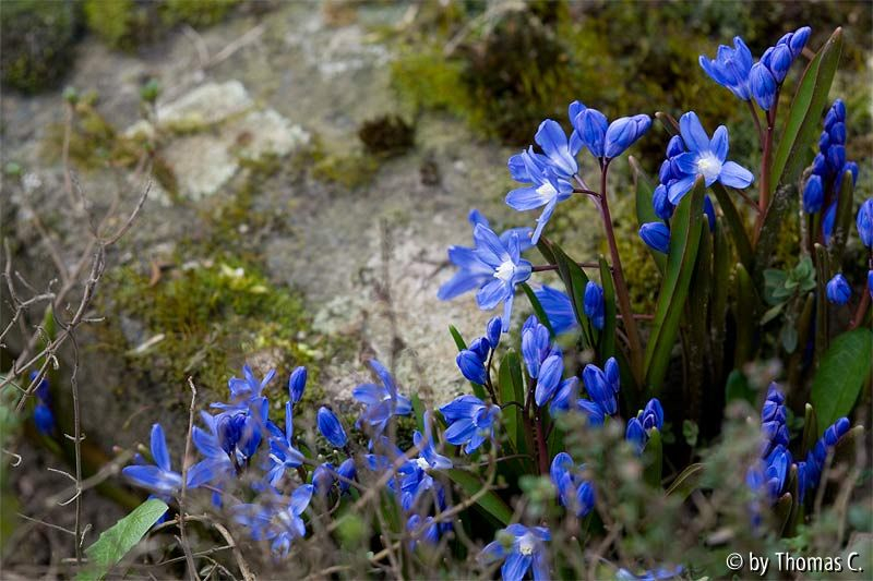 Scilla-Trupp