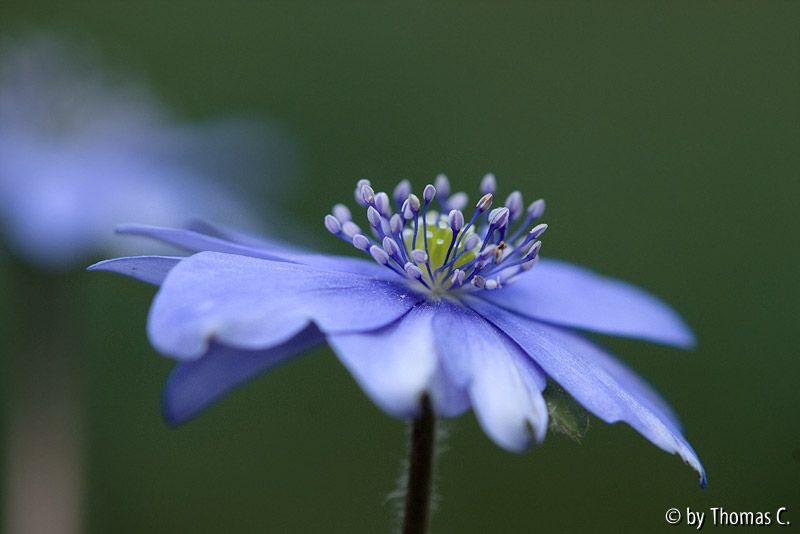 Hepaticum diagonal