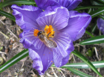 Krokus 3 2009