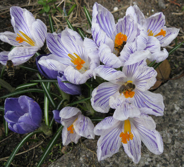 Krokus 2 2009