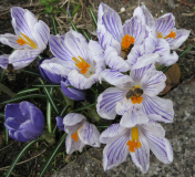 Krokus 2 2009
