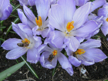 Krokus 1 2009