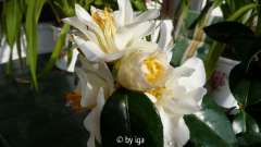 white swan neu