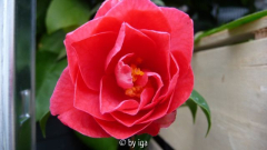 coral delight