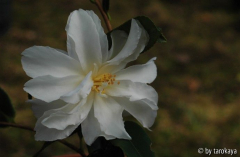 C.x vernalis ginryu