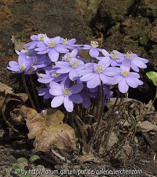 Hepatica nobilis