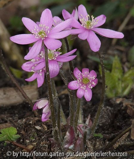 Hepatica nobilis rosa