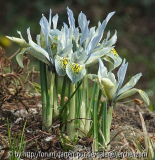 Iris-Hybride 