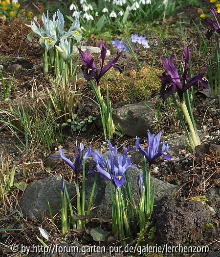 Iris-Hybriden (
