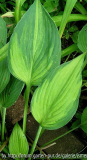 Hosta Sport