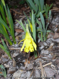 1. Narzisse