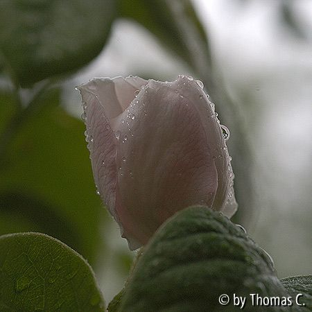 Tropfen auf Birnenquitten-Blüte