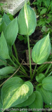 Hosta Sport 2
