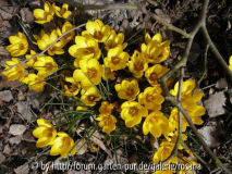 Krokusse